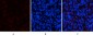 ERK1 mouse Monoclonal Antibody(5E9)